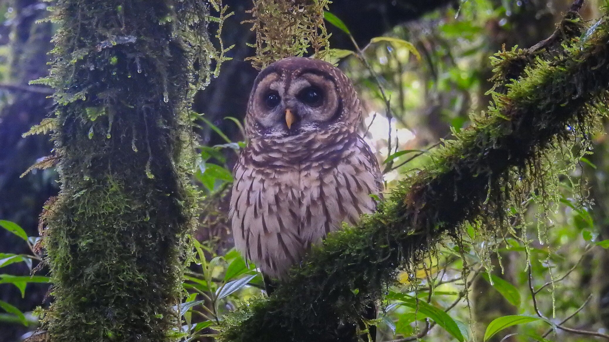 Fulvous owl